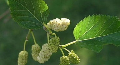 Ispanaktan 10 kat fazla demir, sütten 25 kat fazla kalsiyum içeriyor! Faydalarını duyan çok şaşırıyor